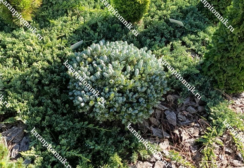 Пихта Корейская Кохоутс Айсбрейкер (прививка) купить